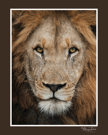 The King’s Gaze (Brown Border)
