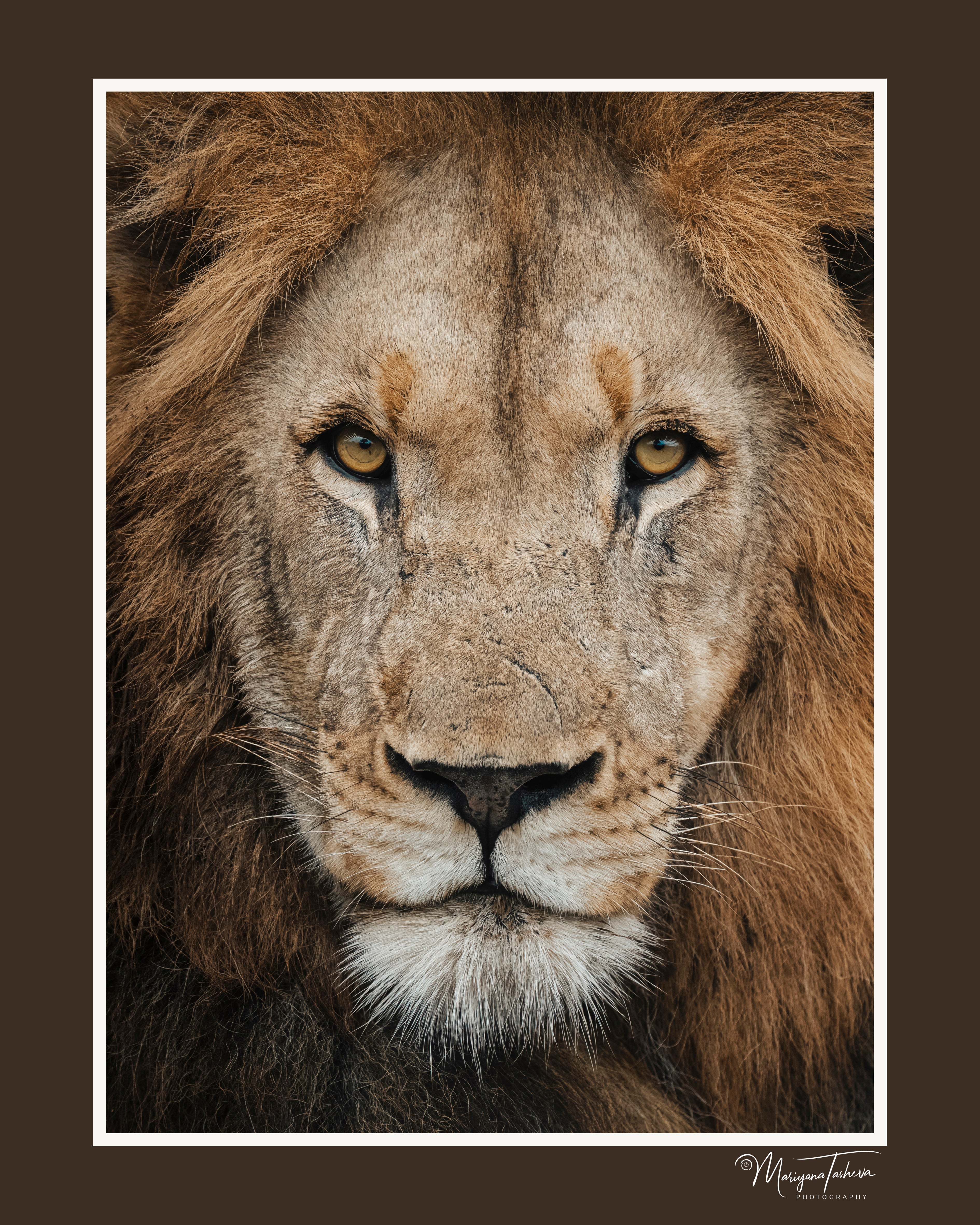 The King’s Gaze (Brown Border)