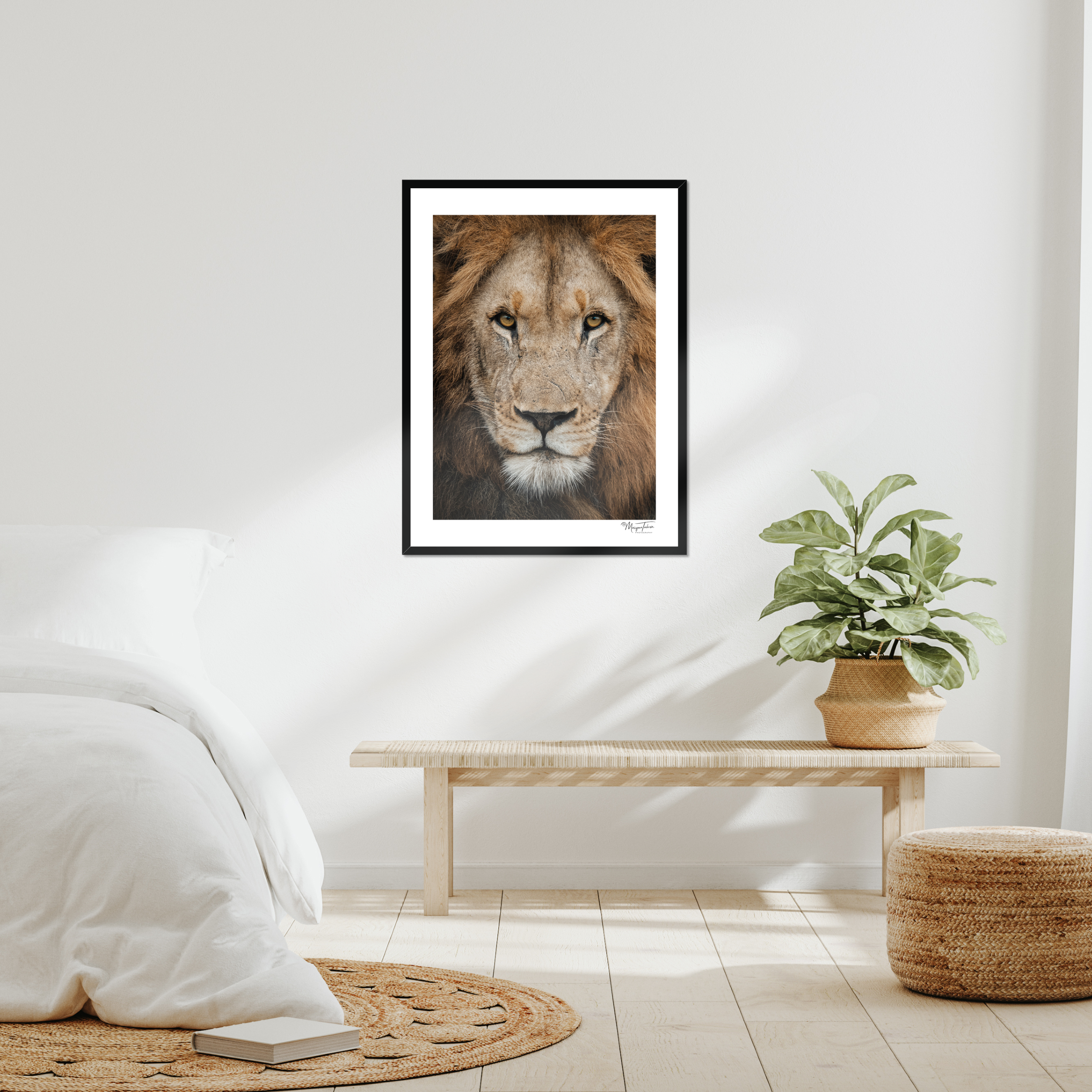 The King’s Gaze (White Border)